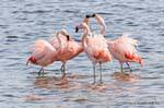 Conciliabules et prise de becs, Flamants roses, El Calafate Laguna Nimez, Argentine.