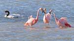 Trio de flamants roses en conversation et cygne à cou noir, El Calafate Laguna Nimez, Argentine.