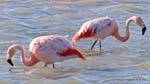 Phoenicopterus chilensis à la pêche, El Calafate Laguna Nimez, Argentine.