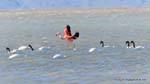 Au milieu d'une troupe de Cygnus melancoryphus, flamants roses, El Calafate Laguna Nimez, Argentine.