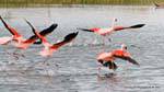 Course d'envol en marchant sur l'eau, flamants du Chili, El Calafate Laguna Nimez, Argentine.