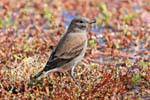 Genre de moineau, El Calafate, Laguna Nimez, oiseau de Patagonie, Argentine.