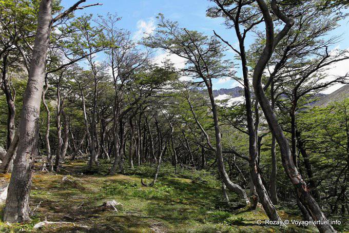 Forêt de fagacées, El Bosque, glacier Martial, Ushuaia - Argentine