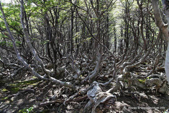Etrange végétation, El Bosque, glacier Martial, Ushuaia - Argentine