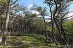Forêt de fagacées, El Bosque, glacier Martial, Ushuaia, Argentine.