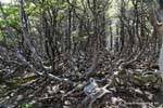 Etrange végétation, El Bosque, glacier Martial, Ushuaia, Argentine.