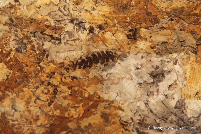 Feuille fossile, Ischigualasto, Valle de la Luna - Argentine
