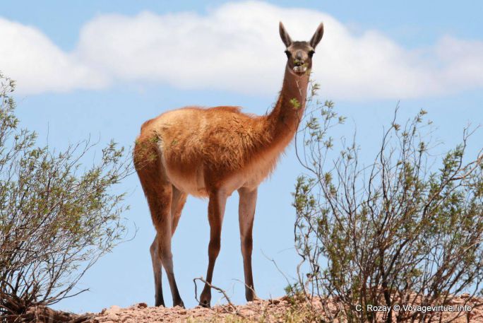 Un guanaco, Ischigualasto, Valle de la Luna - Argentine