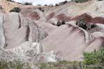 Loberias, Ischigualasto, Valle de la Luna, Argentine.