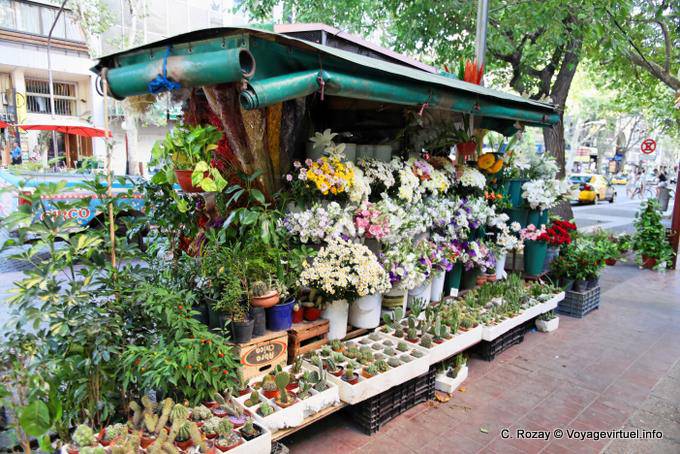 Mendoza Avenida San Martin - Argentine