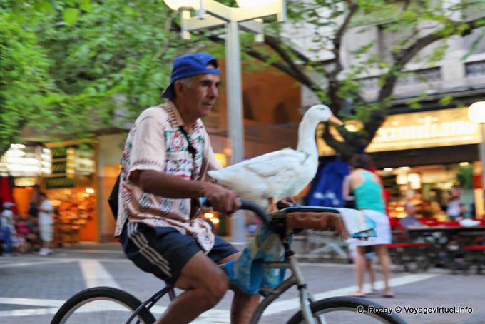 Cycliste au canard, Mendoza Peatonal Sarmiento - Argentine