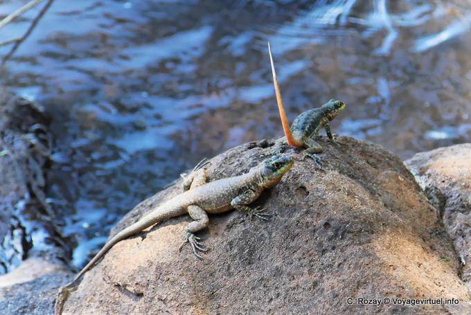 Grands lézards dont un a la queue levée, Puerto Iguazu - Argentine