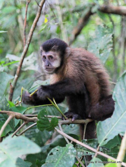 Singe en liberté dans le parc de Puerto Iguazu - Argentine