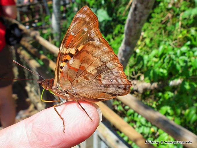 Papillon automnal posé sur un doigt, Puerto Iguazu Cataratas - Argentine