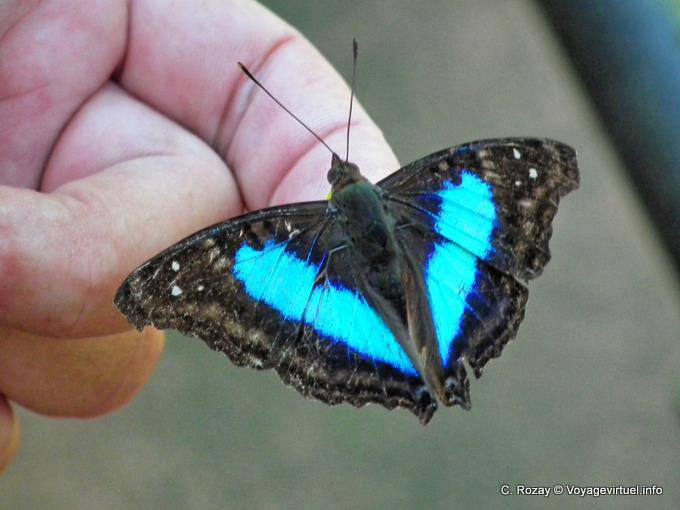 Autre papillon bleu et noir attiré par la main, Puerto Iguazu - Argentine