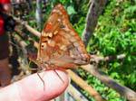 Papillon automnal posé sur un doigt, Puerto Iguazu Cataratas, Argentine.
