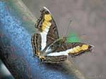 Un des multiples papillons peuplant le site, Puerto Iguazu Cataratas, Argentine.