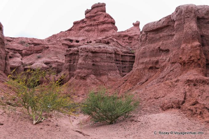 Arbustes au milieu du canyon, Quebrada de las Conchas - Argentine