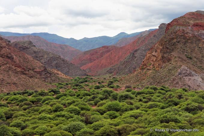 Végétation dans les hauteurs, Quebrada de las Conchas - Argentine