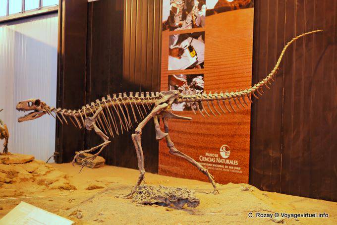 Squelette agressif, dinosaure du Museo de Ciencas Naturales, Ischigualasto - Argentine