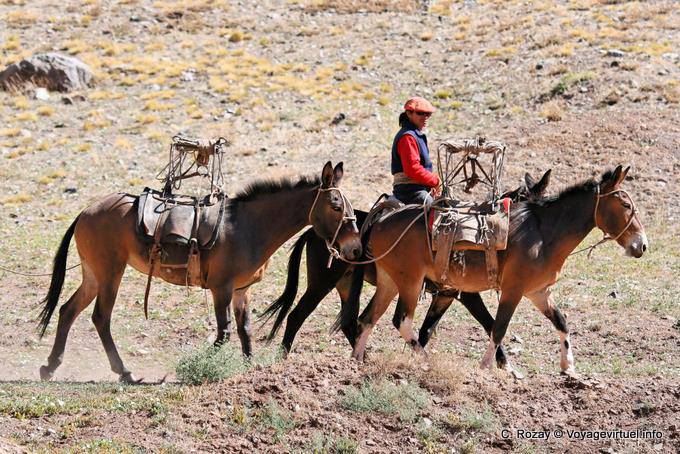 Cavalier avec ses chevaux, Ruta 7, Los Penitentes - Argentine