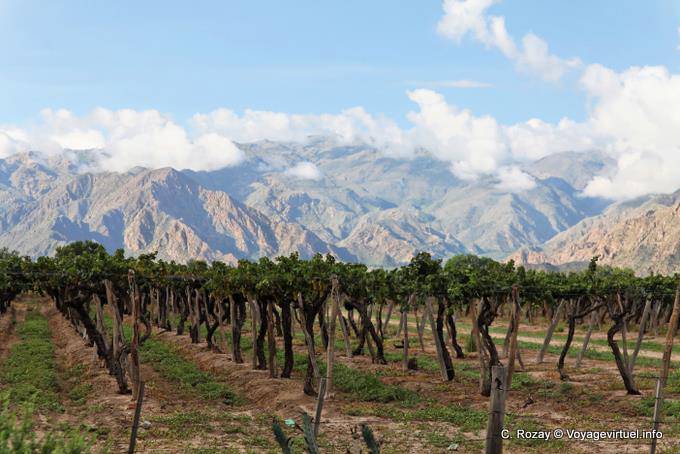 Cafayate, vignes devant la montagne - Argentine