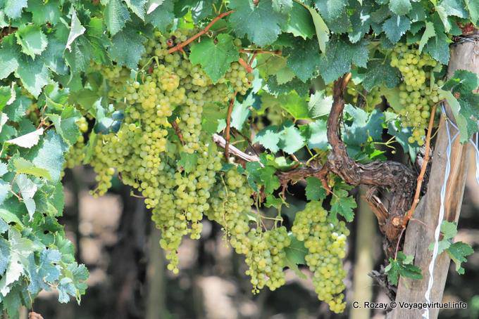 Un vignoble vers Cafayate - Argentine