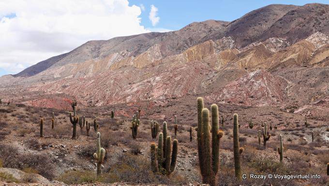 Roche et cactus, entre Payogasta et la Piedra del Molino - Argentine