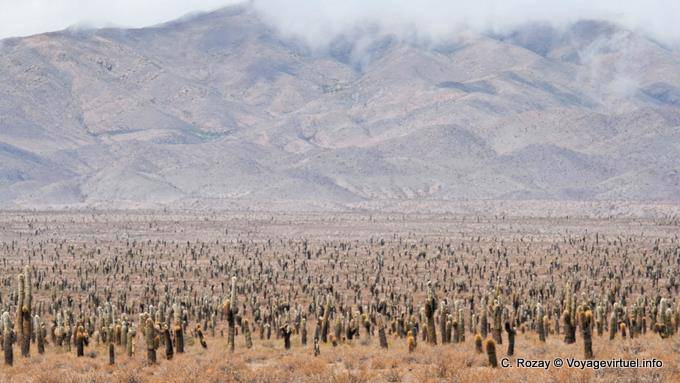 Entre Payogasta et la Piedra del Molino Los Cardones - Argentine