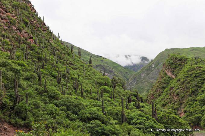 Candélabres dans la verdure, Quebrada de Escoipe avant El Carril - Argentine