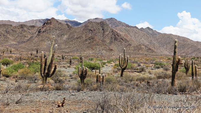 Ruta 40 entre Molinos et Seclantas - Argentine