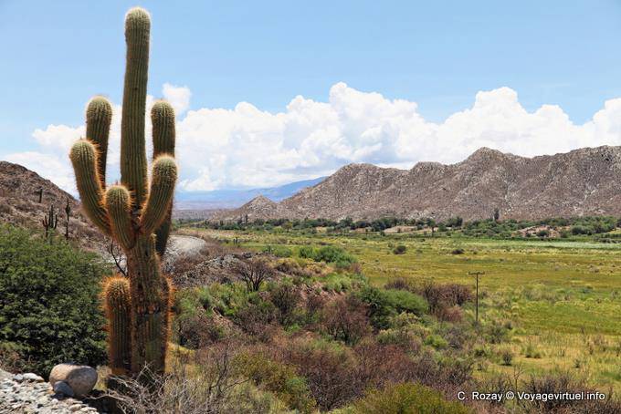 Paysage derrière cactus, Ruta 40 entre Seclantas et Cachi - Argentine