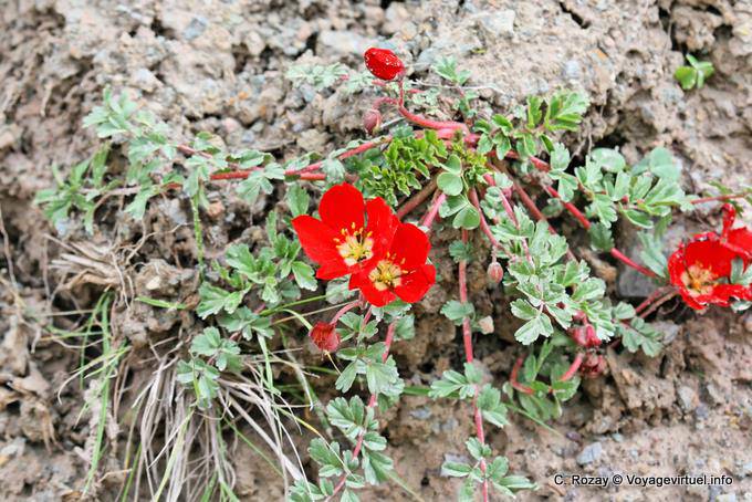 Fleurs sur rocher, Valle Encantada - Argentine