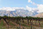 Cafayate, vignes devant la montagne, Argentine.