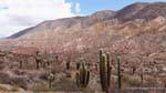 Roche et cactus, entre Payogasta et la Piedra del Molino, Argentine.