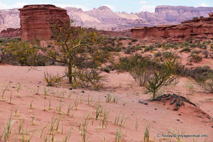 Végétation supportant le souffle du Zonda, Talampaya - Argentine