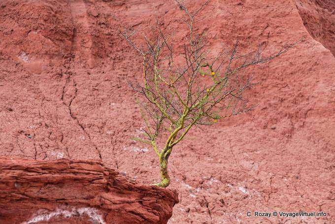 Arbuste survivant dans le canyon, Talampaya - Argentine