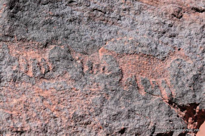 Pétroglyphes animaux, Talampaya - Argentine