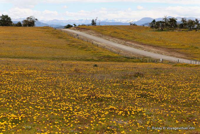Tapis de fleurs jaunes, Estancia Rivadavia, Ushuaia - Argentine