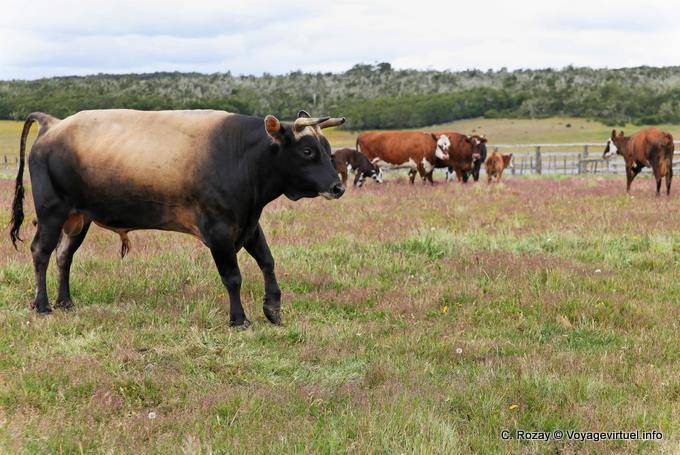 Beau taureau, Estancia Rivadavia, Ruta Provincial H, Ushuaia - Argentine