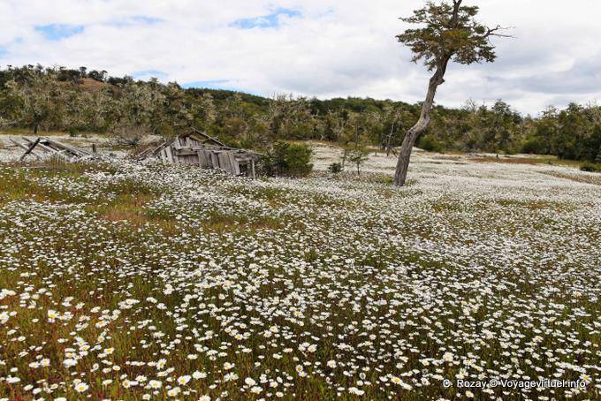 Fabuleux champ de marguerites et maison ruinée aux abords du lac Yehuin, Ushuaia - Argentine