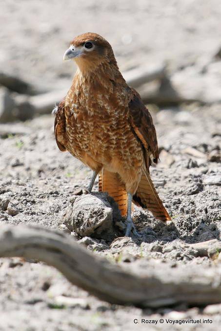 Rapace en attente, Ushuaia - Argentine