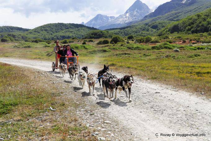 Chiens tirant un traineau à roues, Ushuaia - Argentine