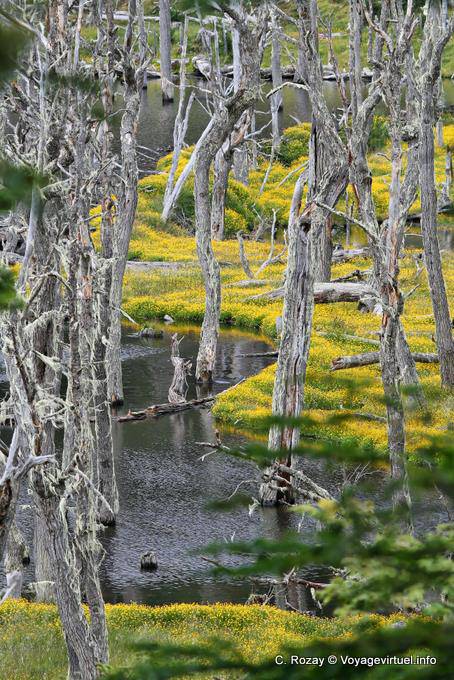 Vision surréaliste, Larsiparsahk, Ushuaia - Argentine