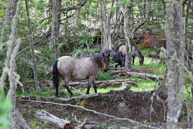 Chevaux en liberté, route J, Ushuaia - Argentine