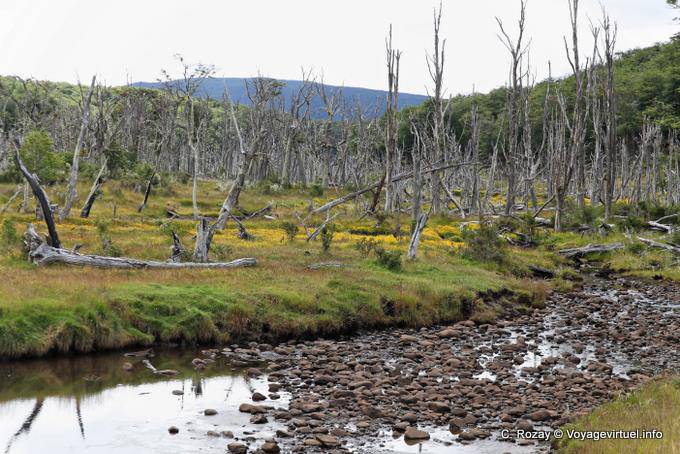 Forêt morte, Río Larsiparsahk, Ushuaia - Argentine