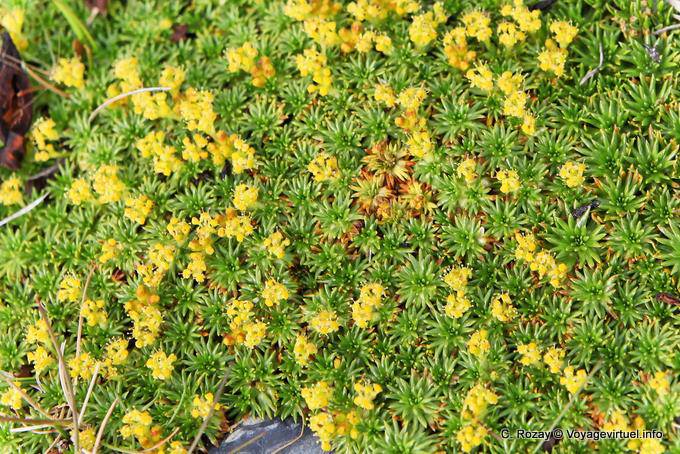 Tapis végétal patagonien, Ushuaia - Argentine