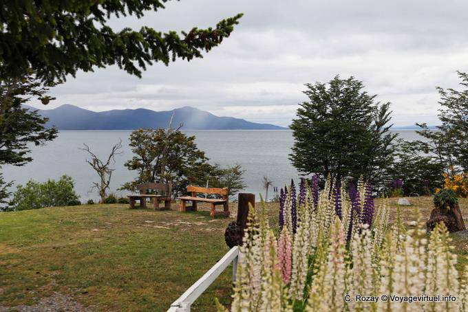 Bancs et lupins, Ushuaia Lago Fagnano - Argentine