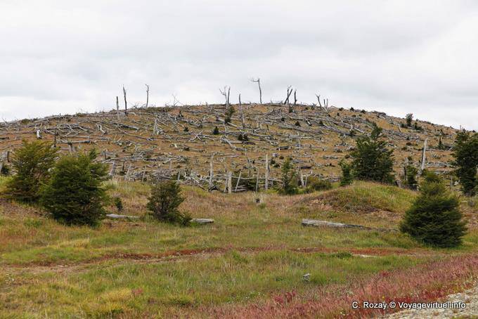 Cimetière d'arbres vu depuis la RN3, Ushuaia Lago Fagnano - Argentine