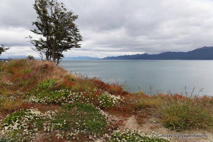 Floraison sur les rives du lac, Ushuaia Lago Fagnano - Argentine